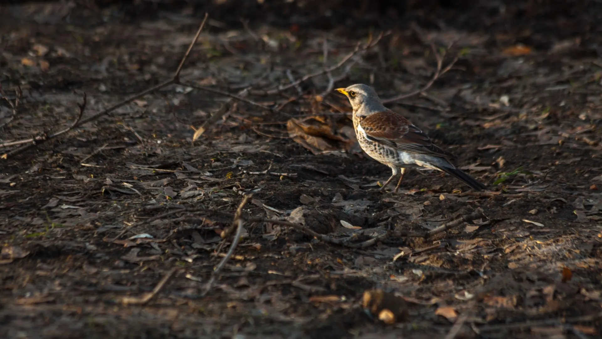 медиасток.рф