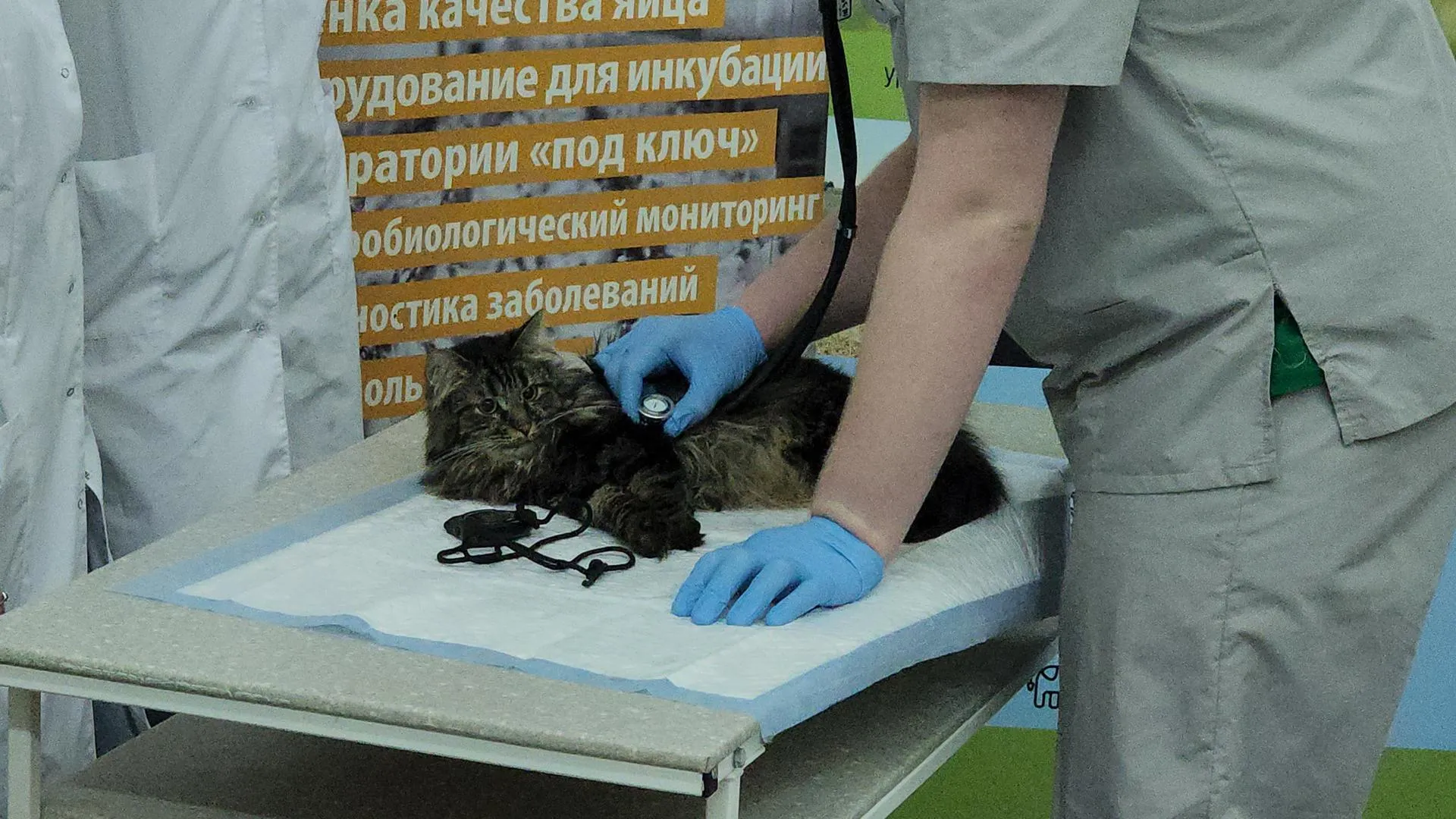 REGIONS/Елена Шумакова