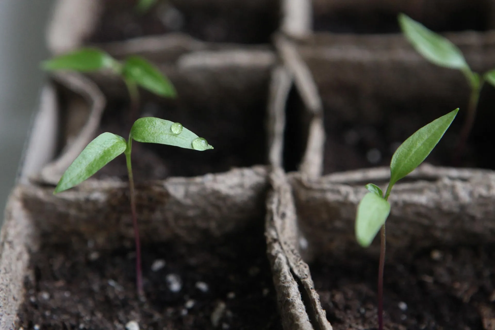 медиасток.рф