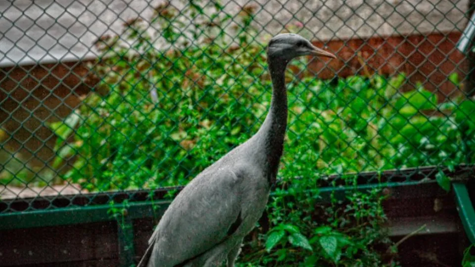 Фото: Волоколамский Центр воспроизводства редких видов животных