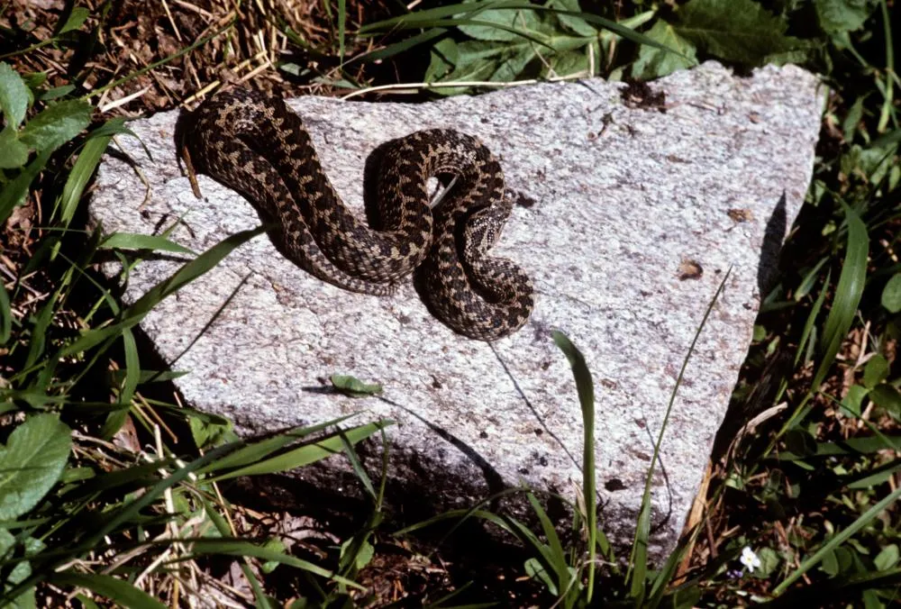Гадюка обыкновенная