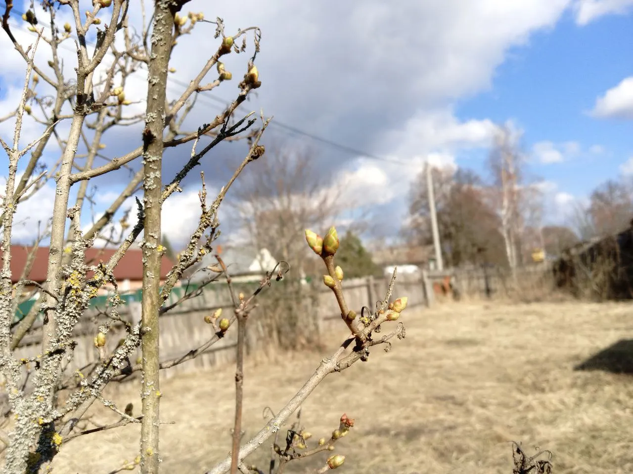 Еще чуть-чуть и распуститься листва.&nbsp;Фото: REGIONS/Василий Тремасов