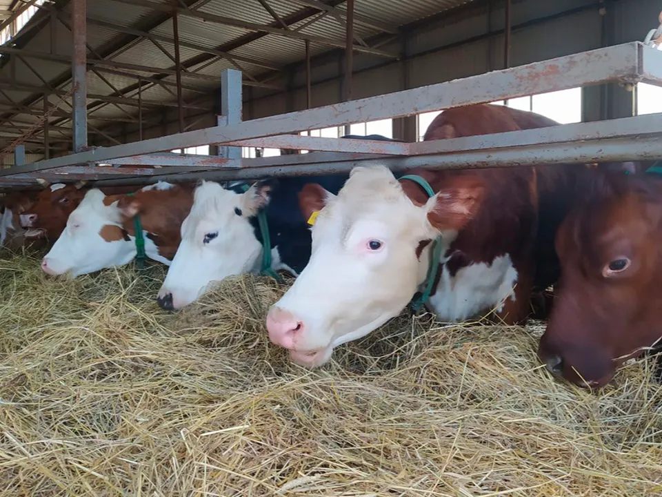 Фото: МедиаБанк Подмосковья/Ирина Матвеева