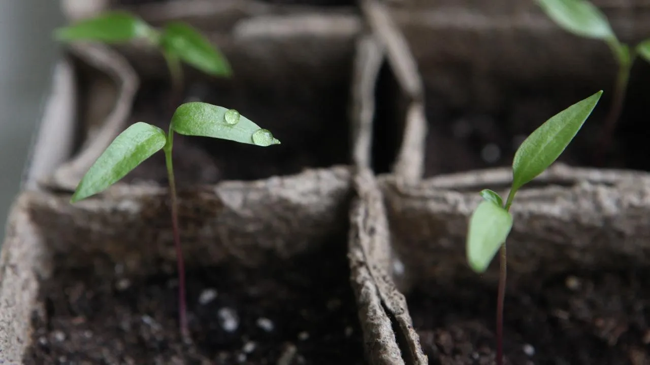 медиасток.рф