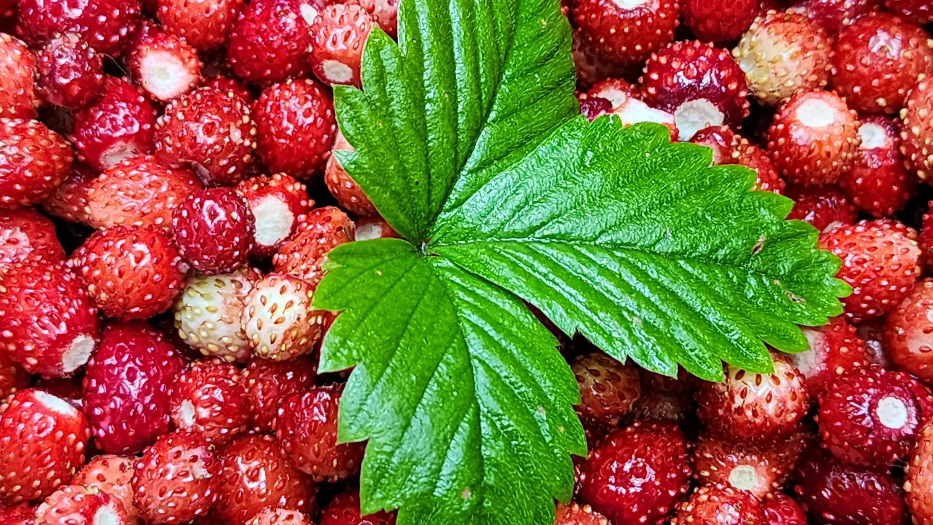 Фото: МедиаБанк Подмосковья/Ксения Пашуто