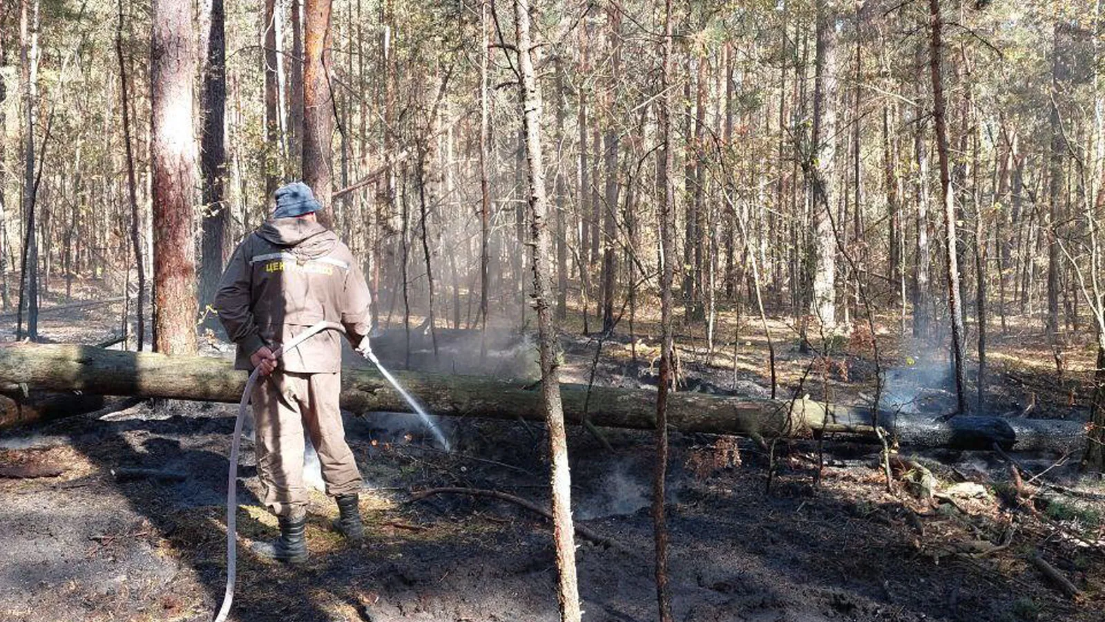 Фото: Комитет лесного хозяйства МО