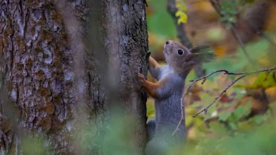 Фото: Telegram/Музей «Мелихово»