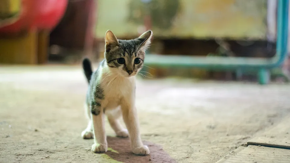 Фото: REGIONS/Наталия Надточая