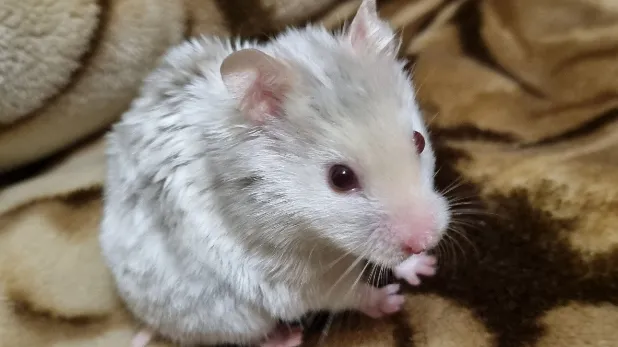 Фото пресс-службы администрации городского округа Луховицы