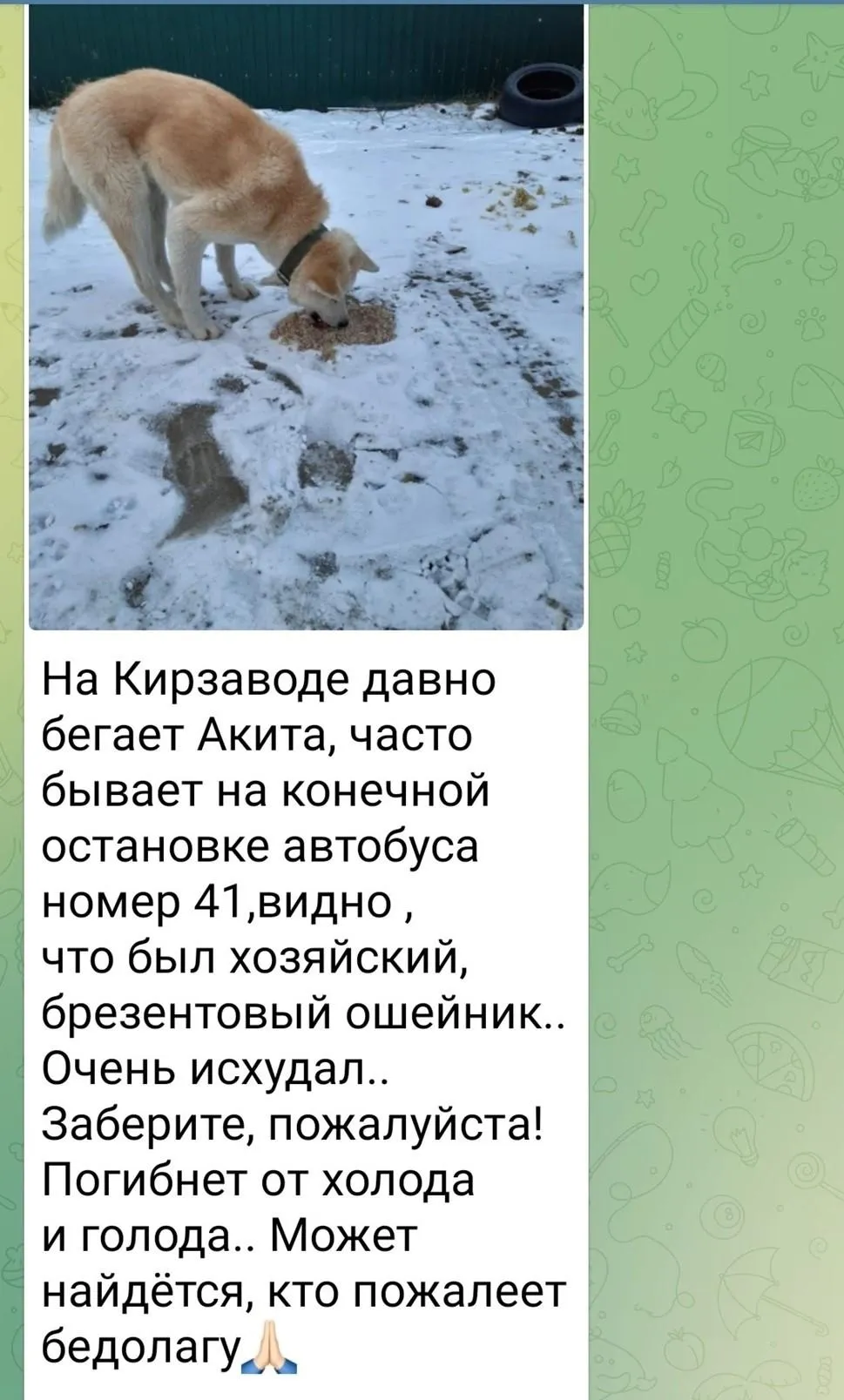 Фото: Породная группа помощи АКИТА ИНУ / ВКонтакте