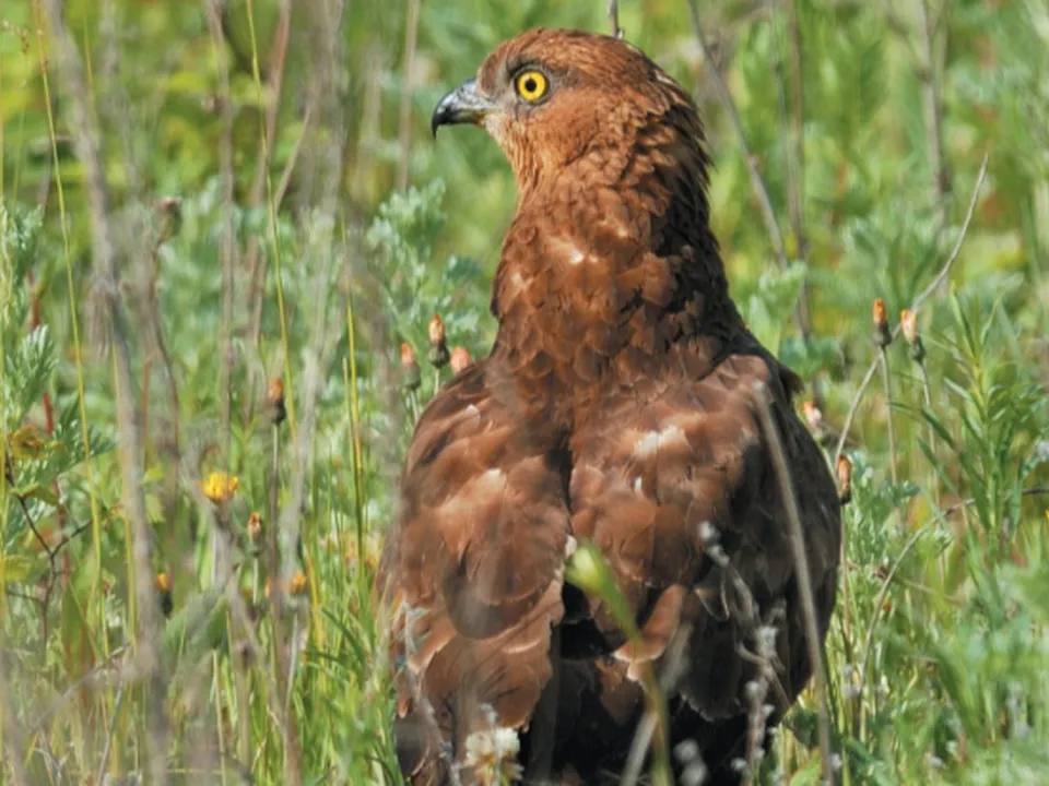Фото: Министерство экологии и природопользования Московкой области