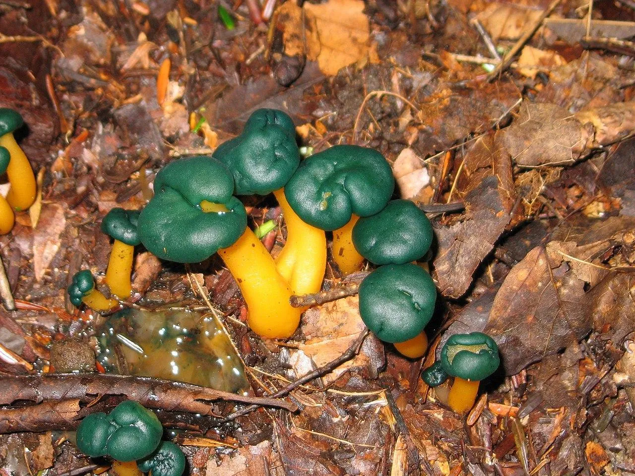 Лиоция студенистая или скользкая (Leotia viscosa)