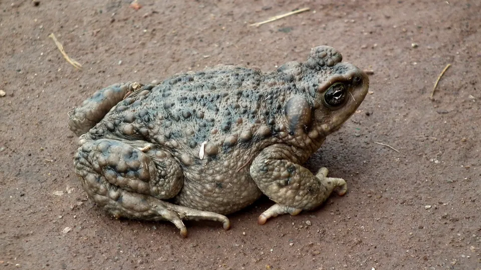 Фото: pxhere.com