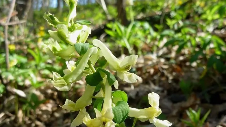 Е. Сусловой