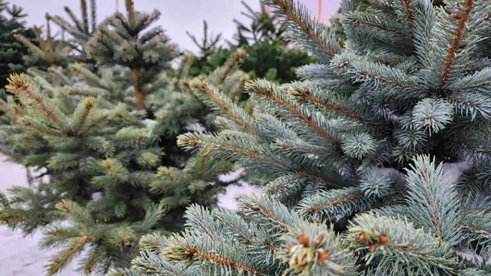 Фото: МедиаБанк Подмосковья/Владимир Киселев