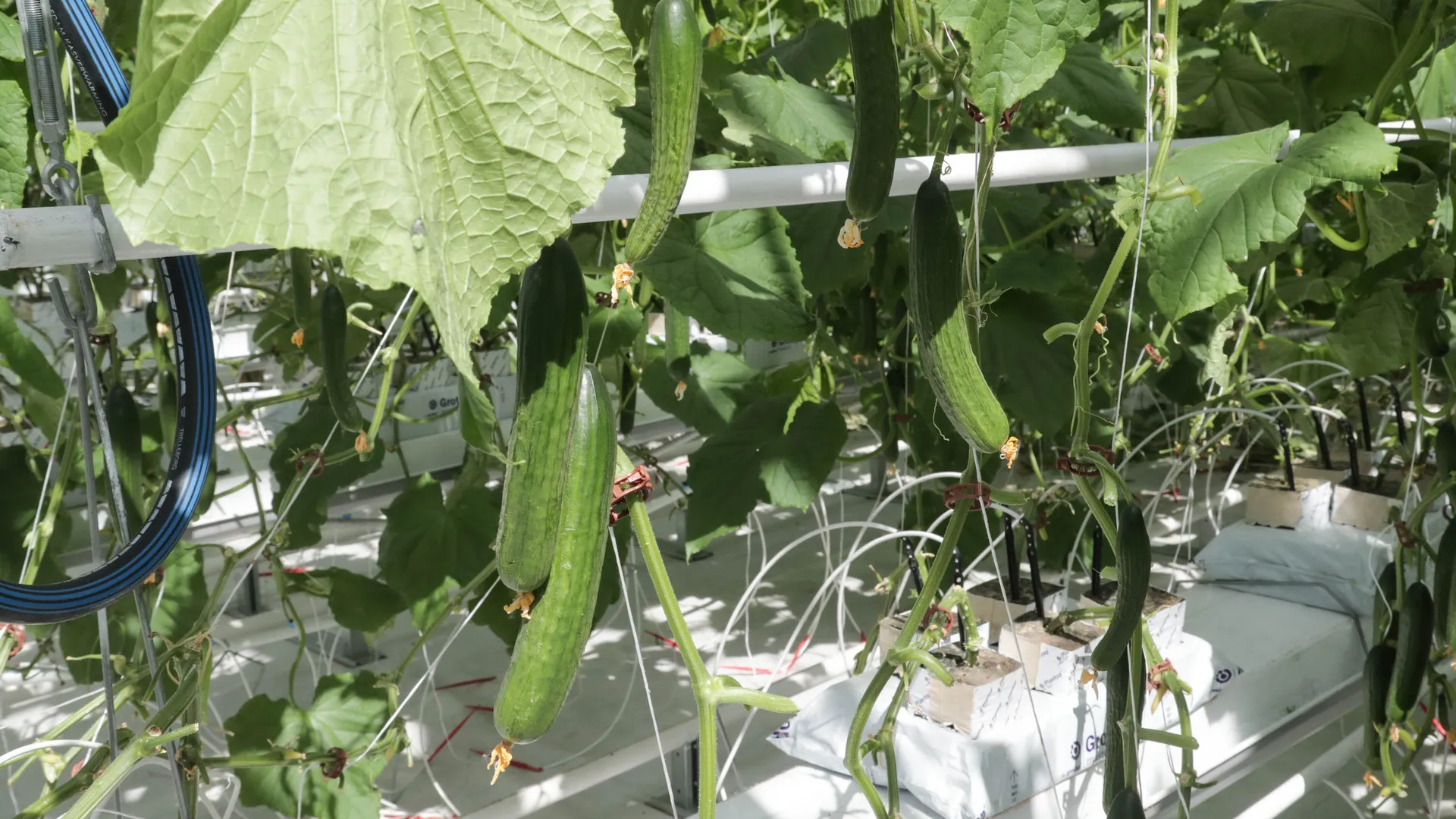 Рабочий визит Андрея Воробьева в Электросталь, 06.06.2018