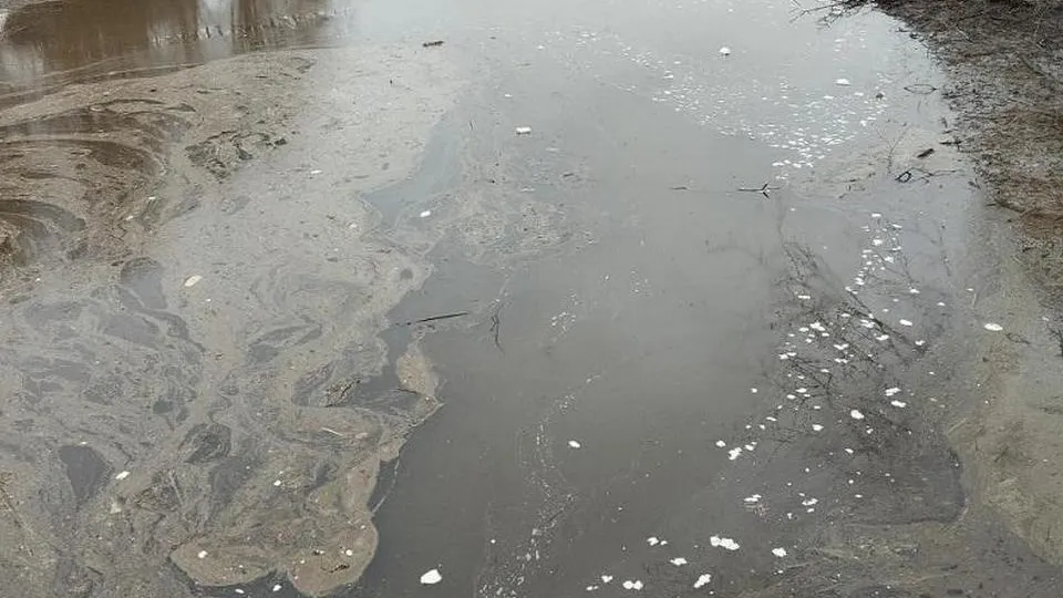 Фото: пресс-служба Министерства экологии и природопользования Московской области