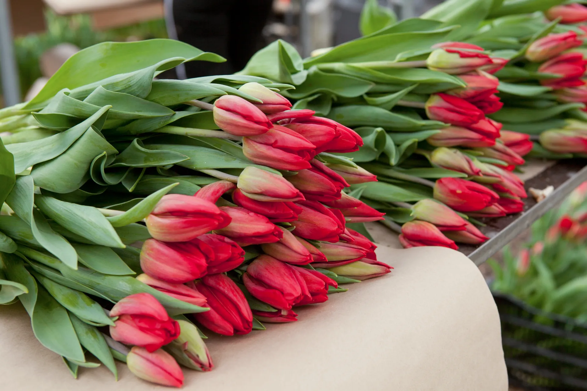 В ходе акций активисты «Молодой Гвардии Единой России» подарили жительницам региона более тонны цветов