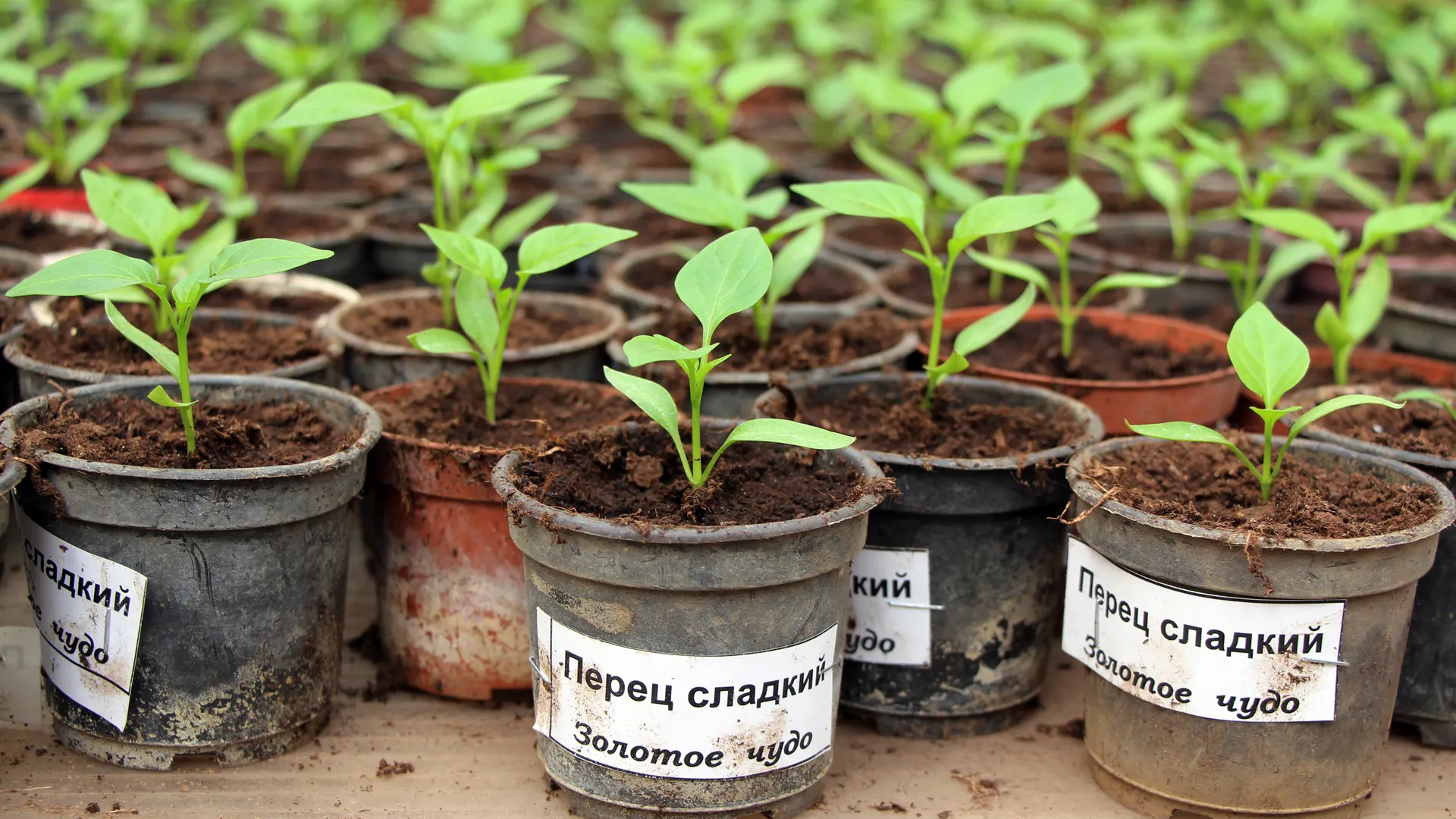 Садовый центр «Красная Нива» в Долгопрудном