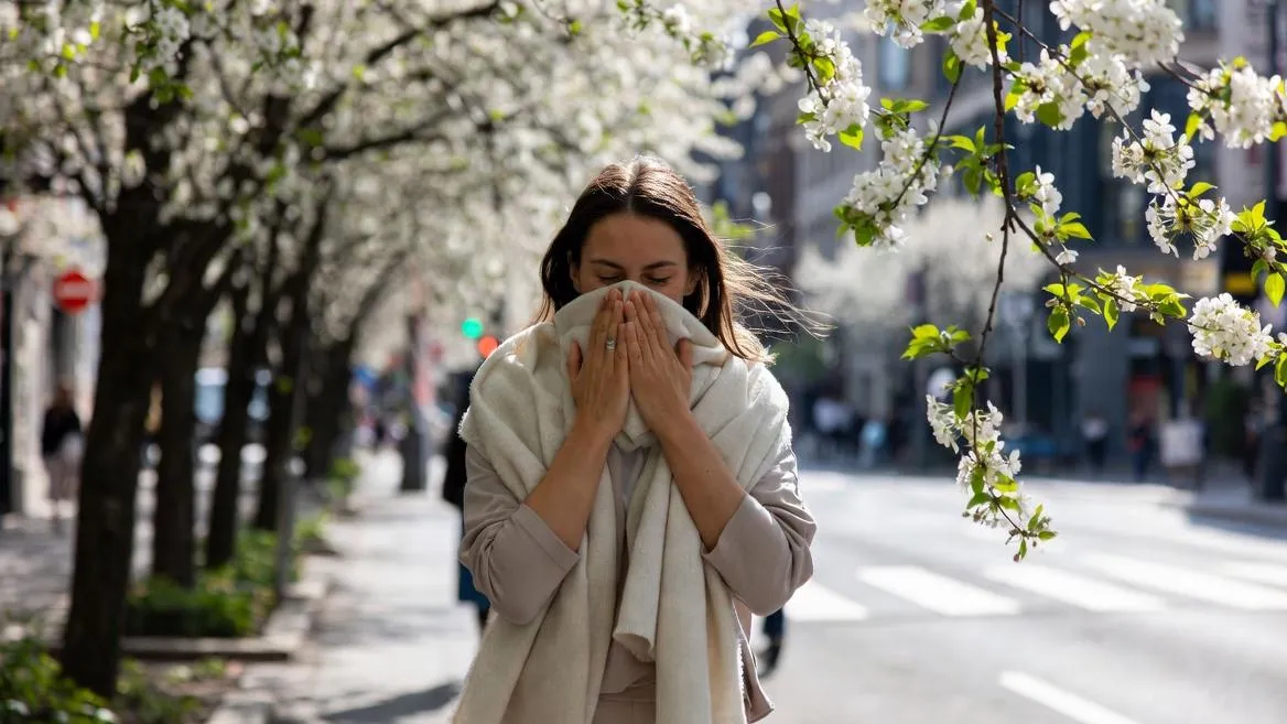 Рекордные выбросы пыльцы возможны после зимних аномалий в центральной России
