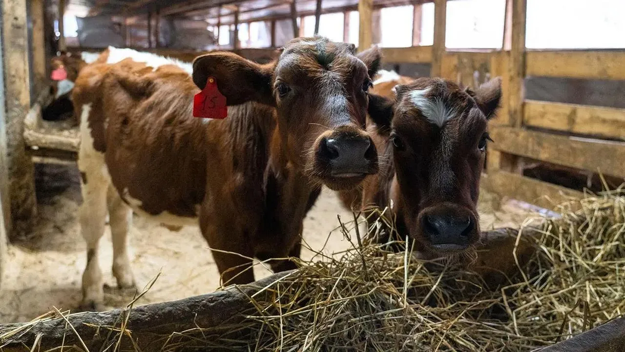 медиасток.рф