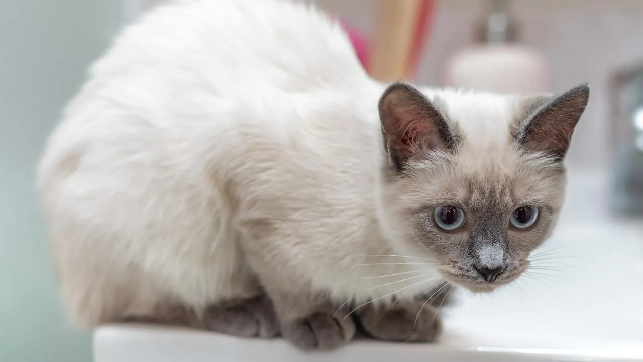 istockphoto.com/Webkatrin001