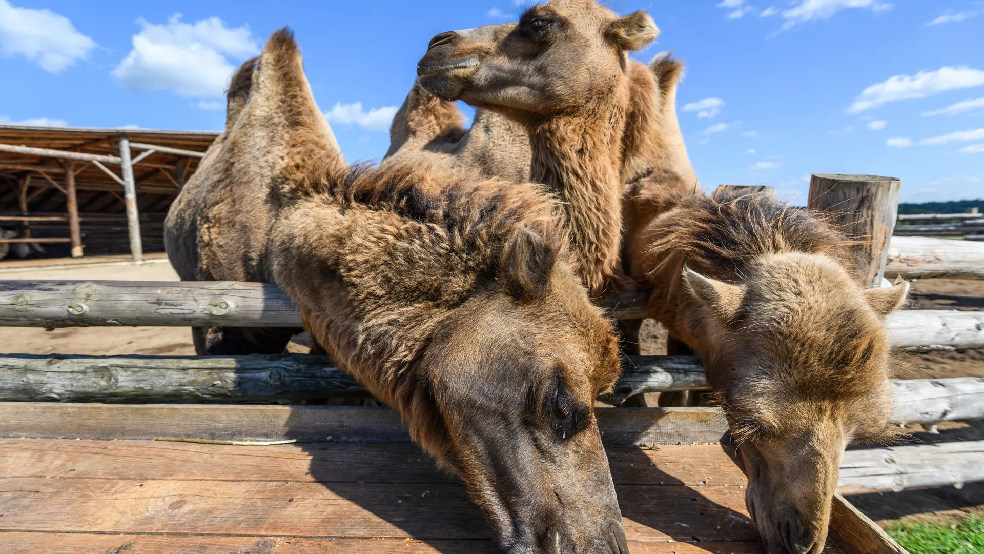 Ракета готовится к старту, а в степи — верблюжье утро: кадры, которые облетели соцсети