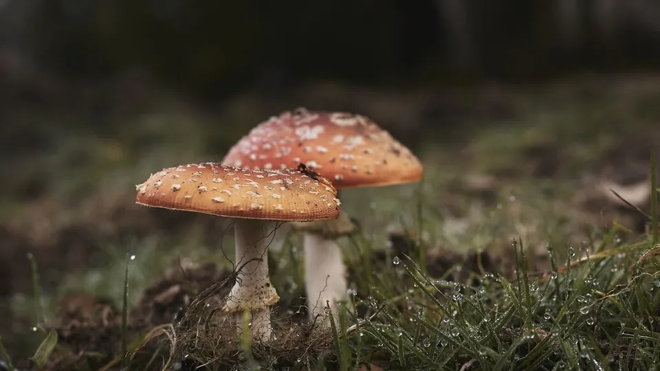 Фото: freepik.com