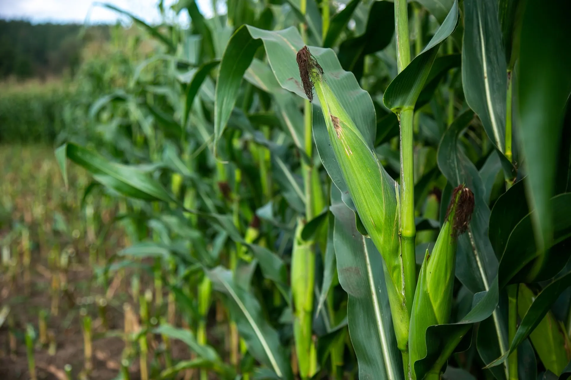 пресс-служба администрации Г.о. Коломна