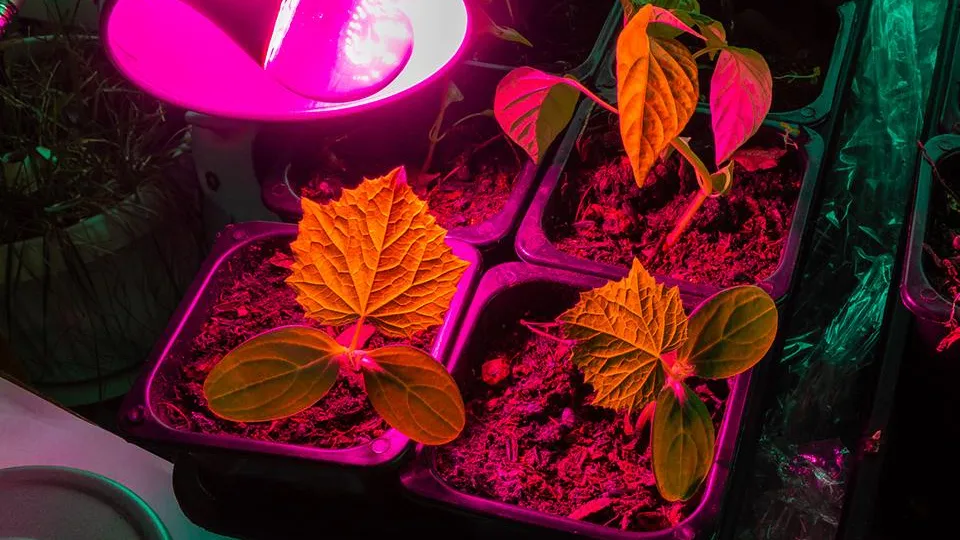 Фото: istockphoto.com/Дмитрий Коростылев