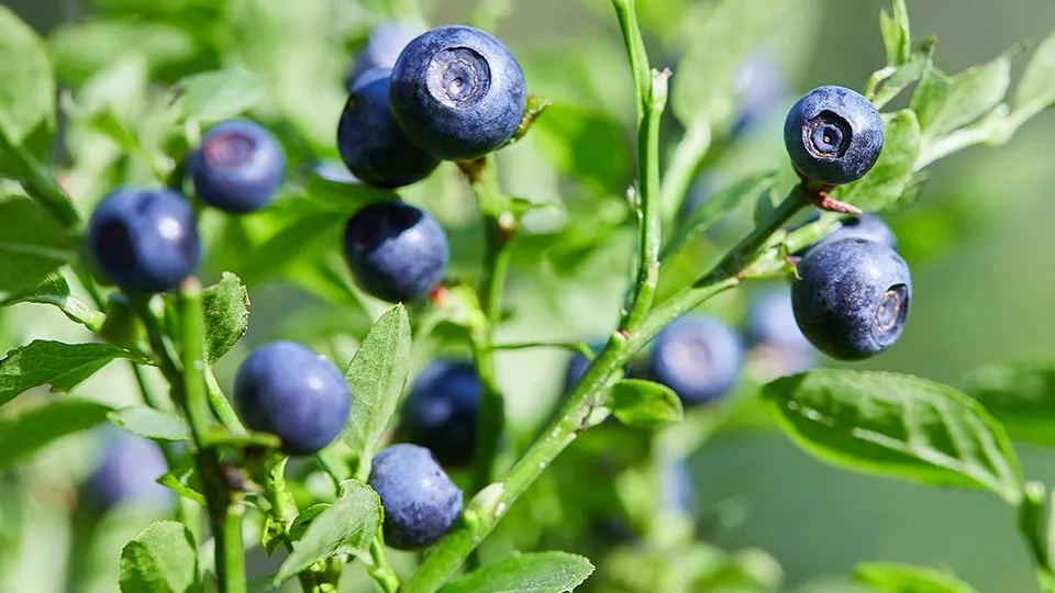 Фото: istockphoto.com