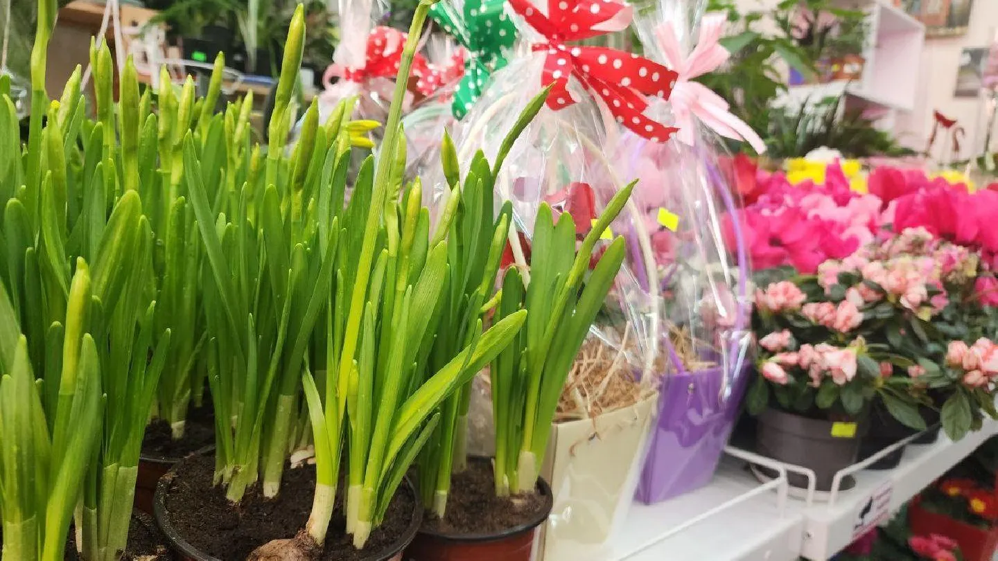 МедиаБанк Подмосковья/Мария Панина