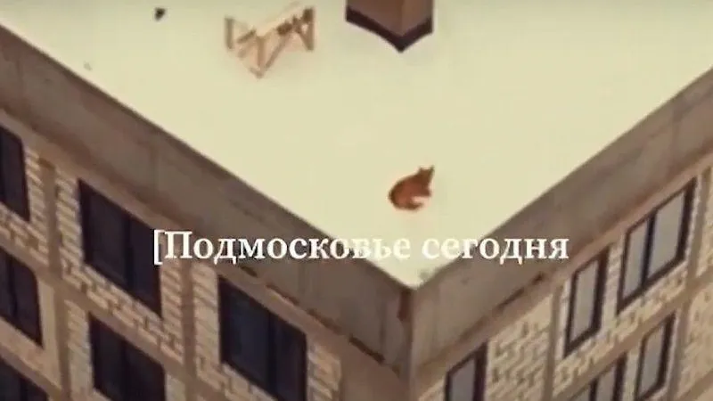 Дрон застукал собаку, которая отдыхала от земных забот на крыше многоэтажки в Люберцах