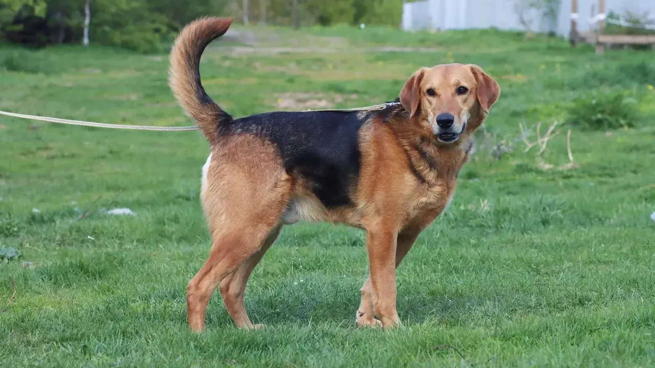 приют Getdog