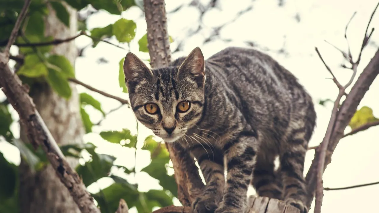 Pixabay (демонстрационное фото)