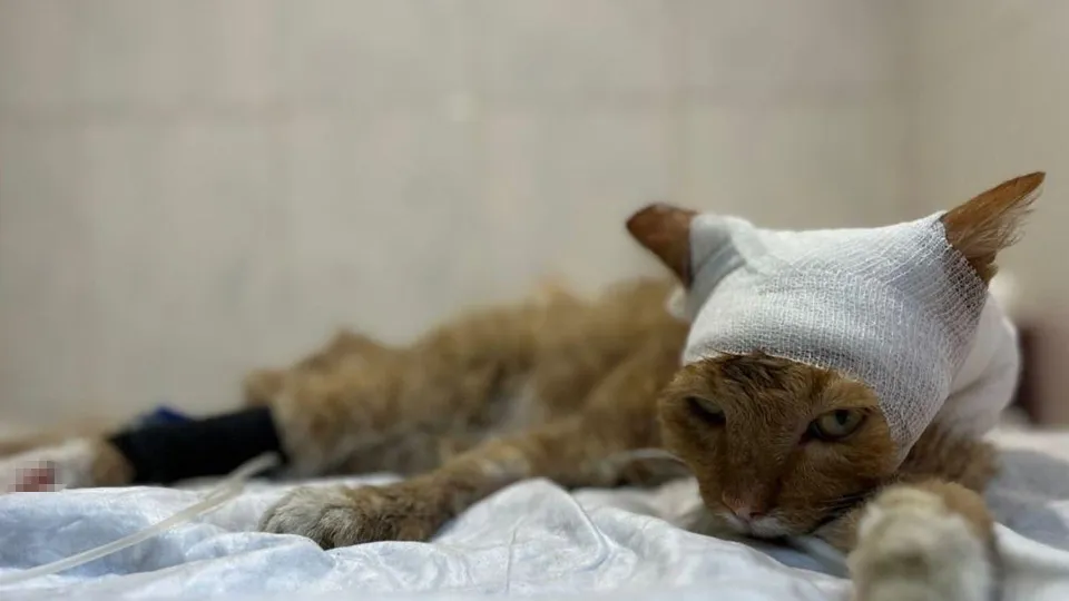 Фото: благотворительный фонд «Кусочек счастья для бездомной кошки»