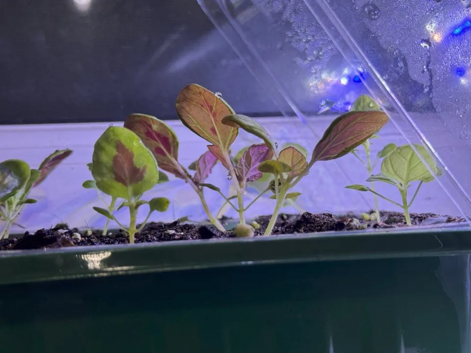 Фото: REGIONS/Илья Попов