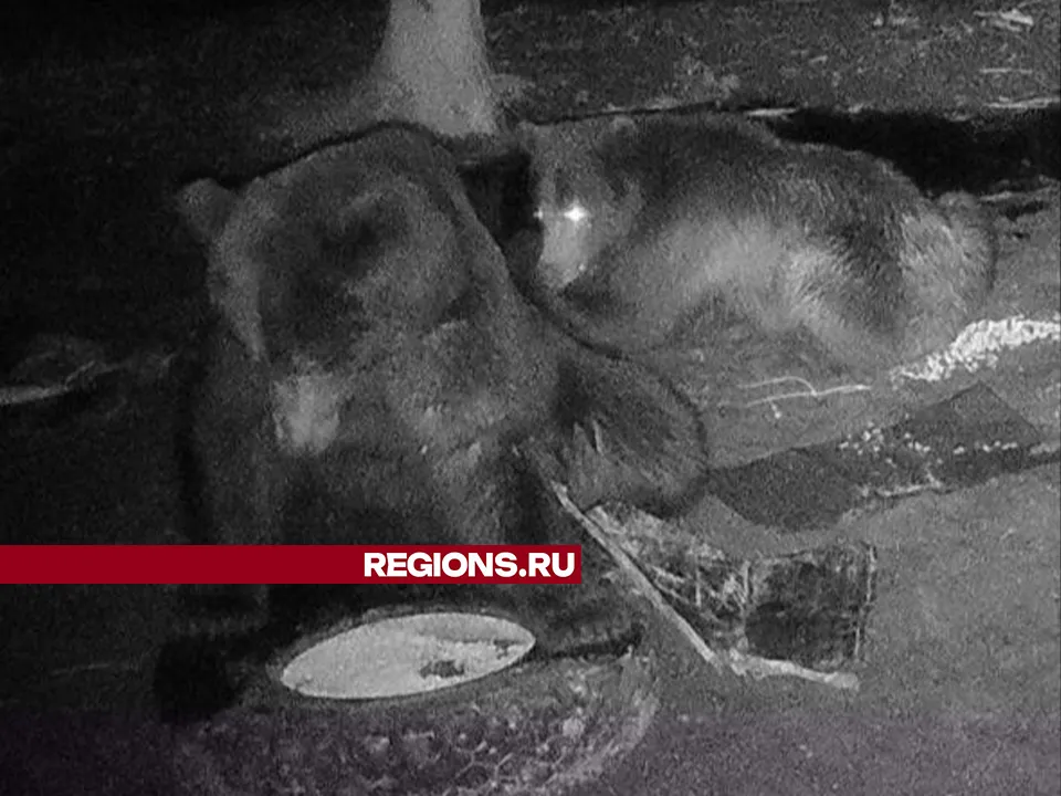 Фото:&nbsp;Антон Кирьянов&nbsp;