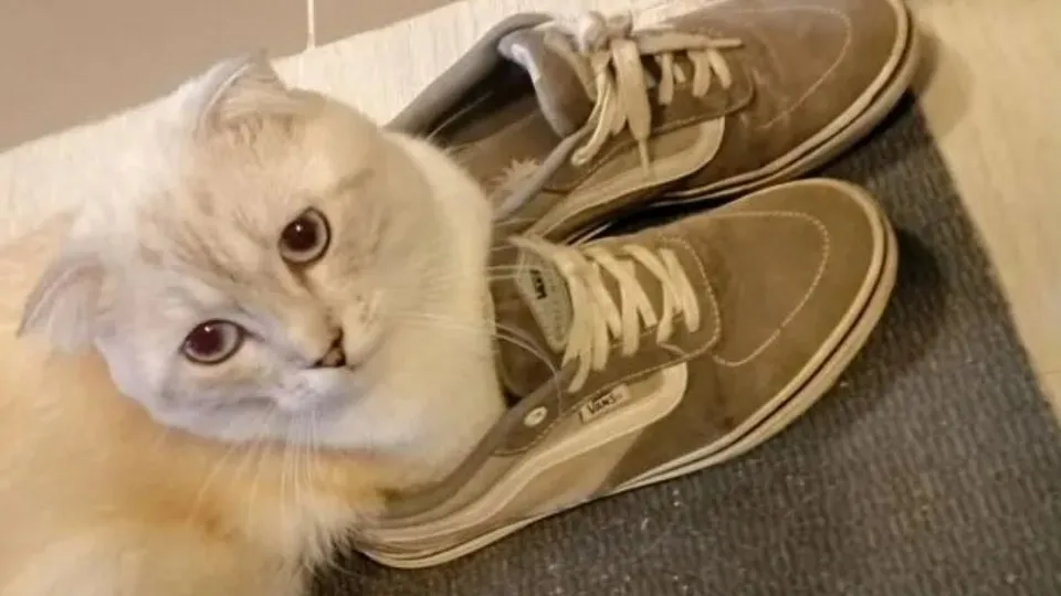 Фото: городская доска объявлений