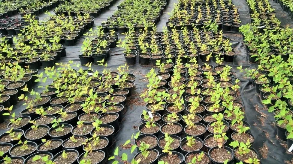 Фото: Комитет лесного хозяйства Московской области