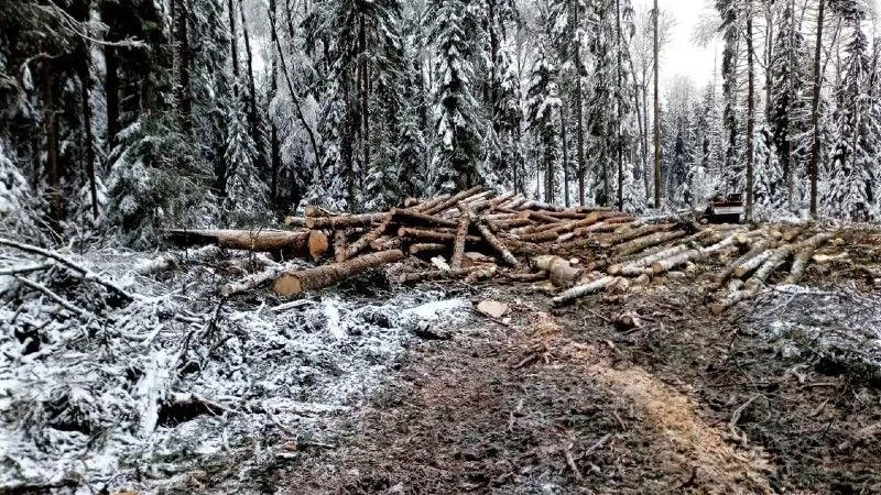 Пресс-служба Комитет лесного хозяйства Московской области