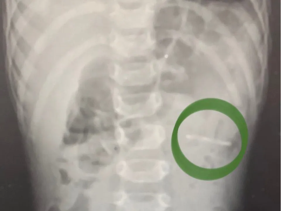 Фото: t.me/ram_ob