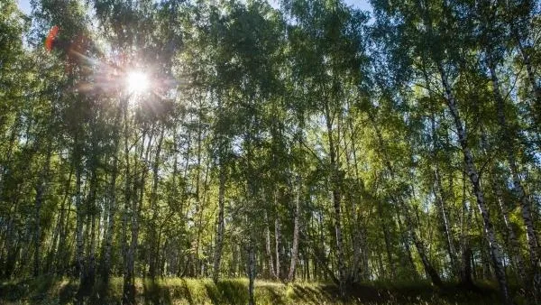 Комфортно, культурно и безопасно. Губернатор рассказал о создании зон отдыха в лесах