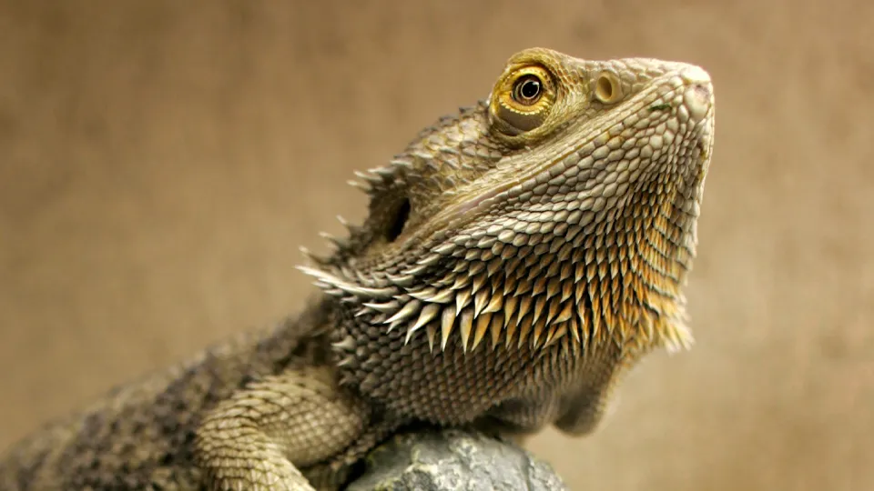 Фото: istockphoto.com/FOTOGRAFIA INC.