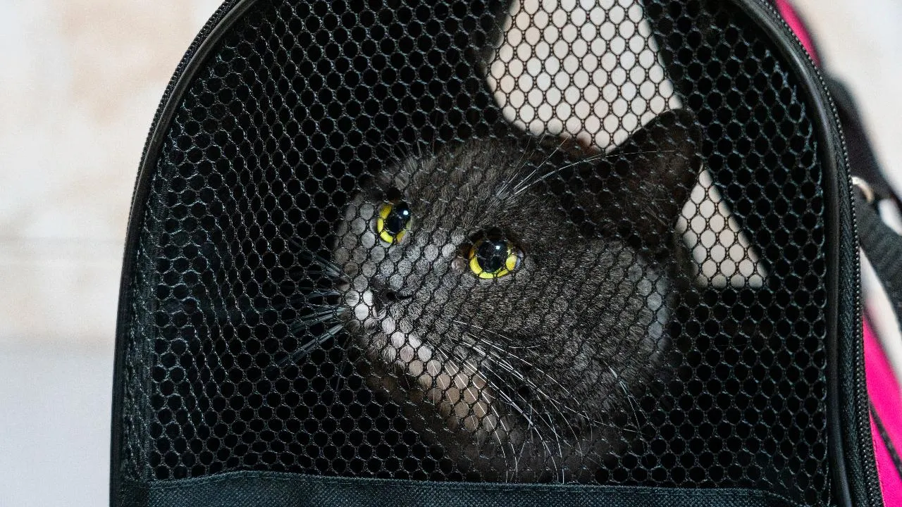 В Подмосковье с начала 2025 года вакцинировали почти 2 млн кошек и собак