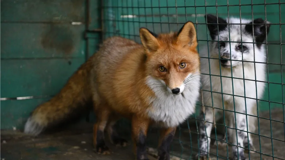 Фото: пресс-служба Министерства сельского хозяйства и продовольствия Московской области