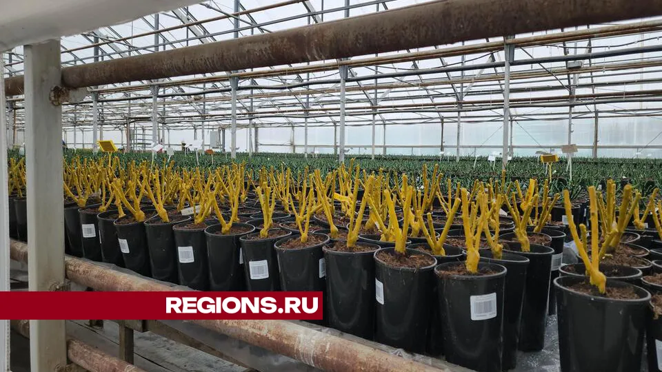 Фото: Иван Дубров