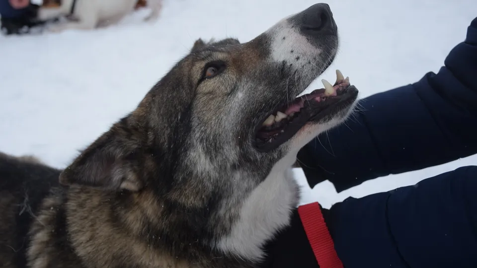 Фото: МедиаБанк Подмосковья/Алена Притула