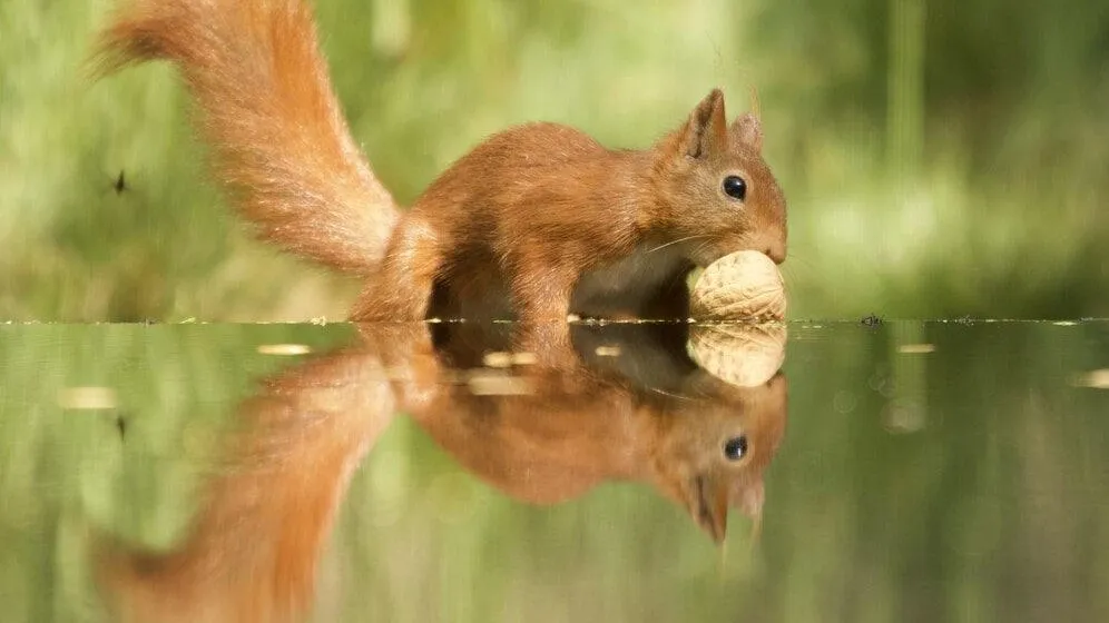 Фото: Министерство экологии и природопользования МО