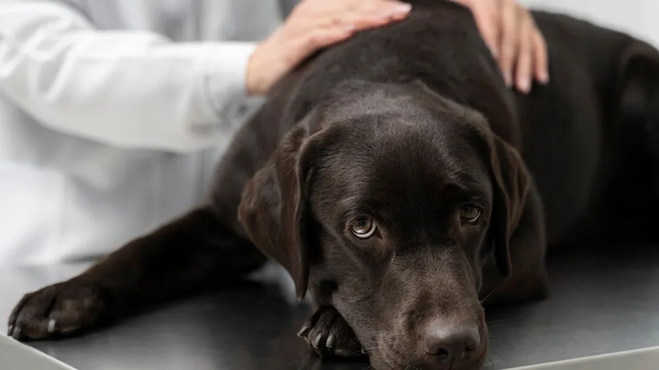 Фото: freepik.com